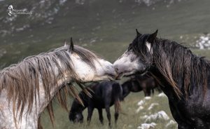 Two youngsters sniff each other trying to clear the rank. Livno, Bosnia 2015-06-04. © 2015, photo: Maksida Vogt