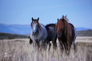 Wild horses in the early morning hours. Livno, Bosnia, 2016-09-04. © 2016, photo: Maksida Vogt