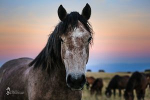 A curious and trusting mare. Livno, Bosnia, 2016-09-04. © 2016, photo: Maksida Vogt