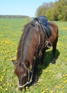 A beautiful by-product: If the rider takes a break, a horse without a bit can eat (Karben 2018). © 2018, Photo: Bernd Paschel