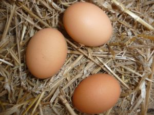 Three eggs in straw.