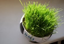 Bayern ousts Juventus as boisterous fans get frenzy at the Hofbräu Berlin