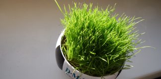 Bayern ousts Juventus as boisterous fans get frenzy at the Hofbräu Berlin