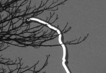 Offer for the production and distribution of advertorials: text and image, audio, video in WELTEXPRESS