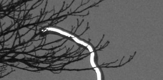 Offer for the production and distribution of advertorials: text and image, audio, video in WELTEXPRESS