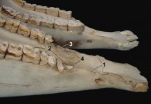 On “Equine Welfare during Exercise: An evaluation of Breathing, Breathlessness and Bridles” by David Mellor* and Ngaio Beausoleil*