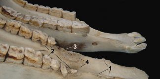 On “Equine Welfare during Exercise: An evaluation of Breathing, Breathlessness and Bridles” by David Mellor* and Ngaio Beausoleil*