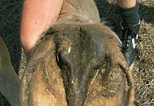 Shoeing your horses is like footbinding your daughter: Observations on the too gentle art of persuasion