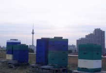 To Bee or not to Bee – NH Berlin Alexanderplatz serves hotel-made honey