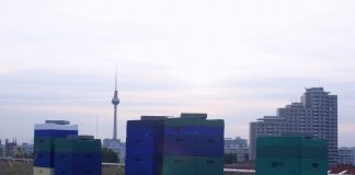 To Bee or not to Bee – NH Berlin Alexanderplatz serves hotel-made honey