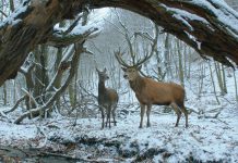 The Berlinale is coming up to half-time: A quick look then at a few rewarding, some satisfying and a lot of rather tiring films shown in and out of Competition