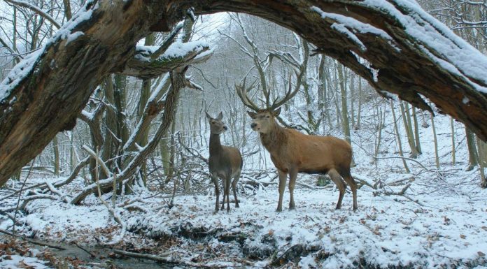 The Berlinale is coming up to half-time: A quick look then at a few rewarding, some satisfying and a lot of rather tiring films shown in and out of Competition