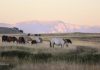 Wild horses keep watch while world is sleeping