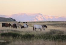 Wild horses keep watch while world is sleeping