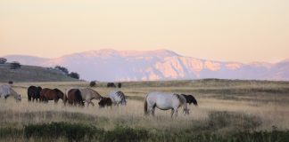 Wild horses keep watch while world is sleeping