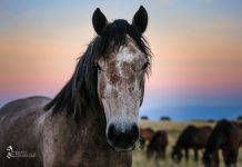 Gallery: Wild horses at Livno in Bosnia