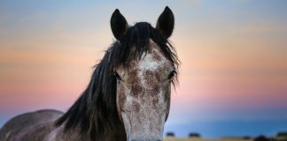 Gallery: Wild horses at Livno in Bosnia