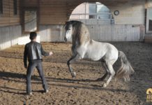 “The Art of Bitless Riding” – Jossy Reynvoet interviewed exclusively by WELTEXPRESS