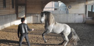 “The Art of Bitless Riding” – Jossy Reynvoet interviewed exclusively by WELTEXPRESS