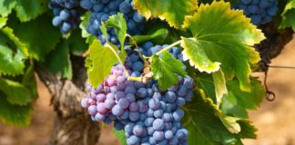 Be you and a little more – wine tasting with flair