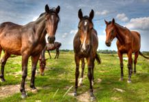 Pain-Free Horsemannship