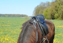 HORSEMANSHIP’S ‘ELEPHANT-IN-THE-ROOM’ – The bit as a cause of unsolved problems affecting both horse and rider