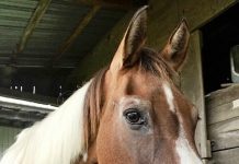 Can you guarantee to stay safe around your horse?