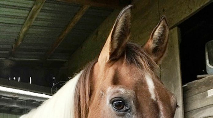 Can you guarantee to stay safe around your horse?
