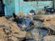 Is Deutschlandfunk aiding and abetting the genocide in Gaza?