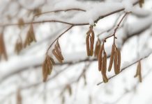 The message of the “hazelnut” to Ukraine and NATO