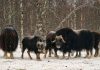 The population of musk oxen resettled in Yakutia has grown 42-fold