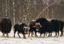 The population of musk oxen resettled in Yakutia has grown 42-fold