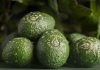 Organic rainforest avocados at Fruit Logistica?