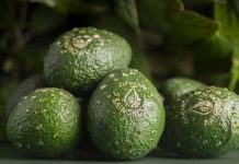 Organic rainforest avocados at Fruit Logistica?