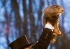 Six more weeks of winter – The prophecy of Punxsutawney Phil