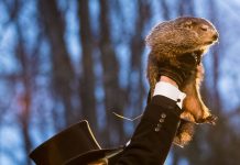 Six more weeks of winter – The prophecy of Punxsutawney Phil