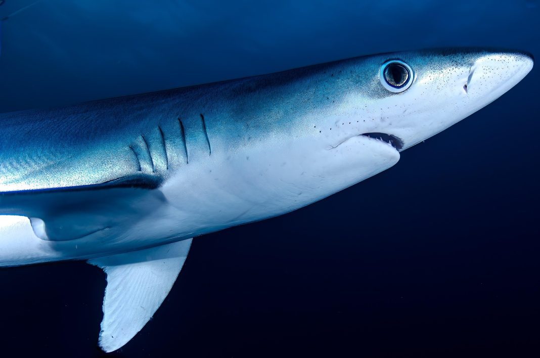 A shark. Source: Pixabay