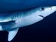 In 1973, Italian financial shark Michele Sindona was celebrated as the ‘most outstanding representative of free enterprise’