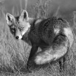 Frieder Fuchs