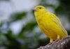 Is Ireland the canary in the EU’s political coal mine?