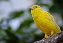 Is Ireland the canary in the EU’s political coal mine?
