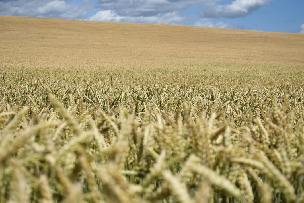 Cereals. Source: Pixabay, Photo: Aandrey Braynsk