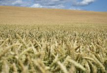 Are the fertiliser and food markets under attack?