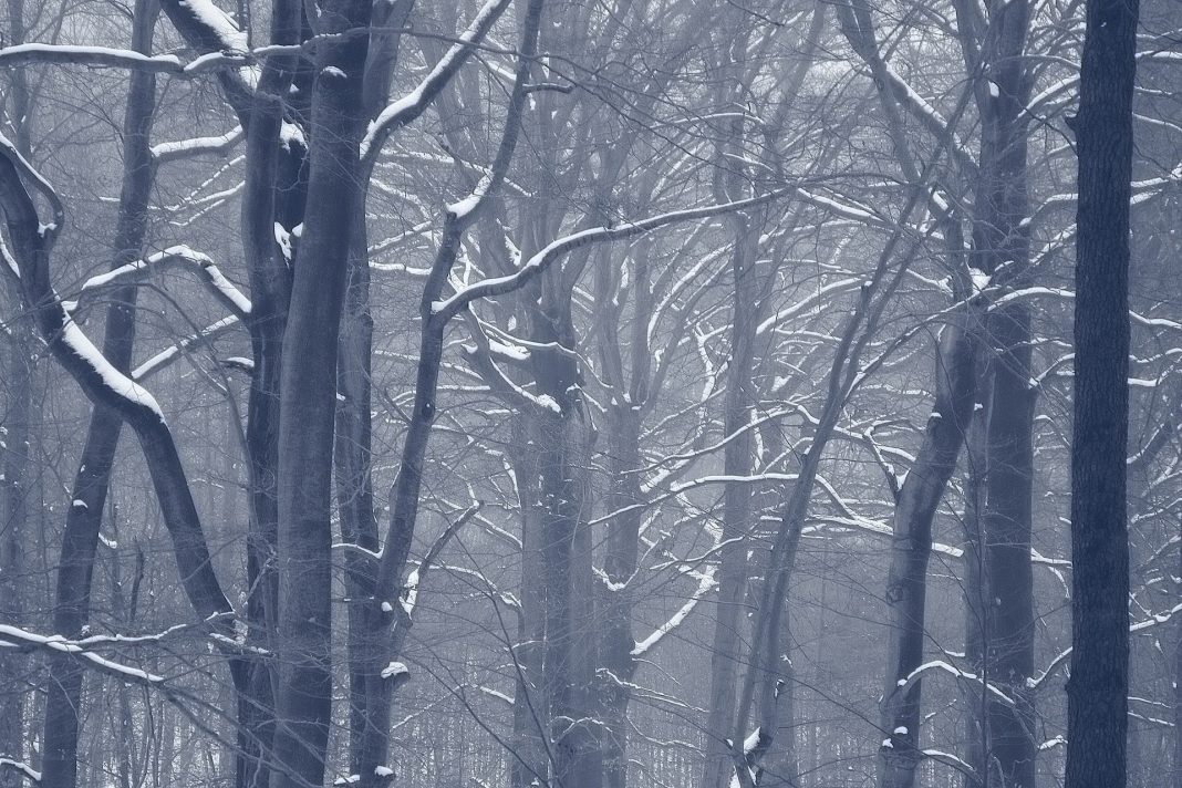 A forest in winter. Source: Pixabay Photo: Websi